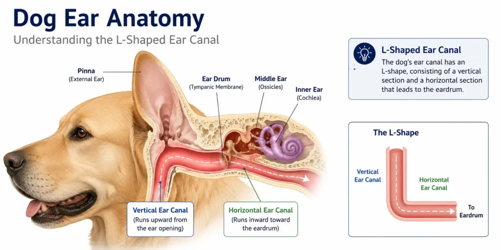 Dog ear anatomy showing L shaped ear canal structure